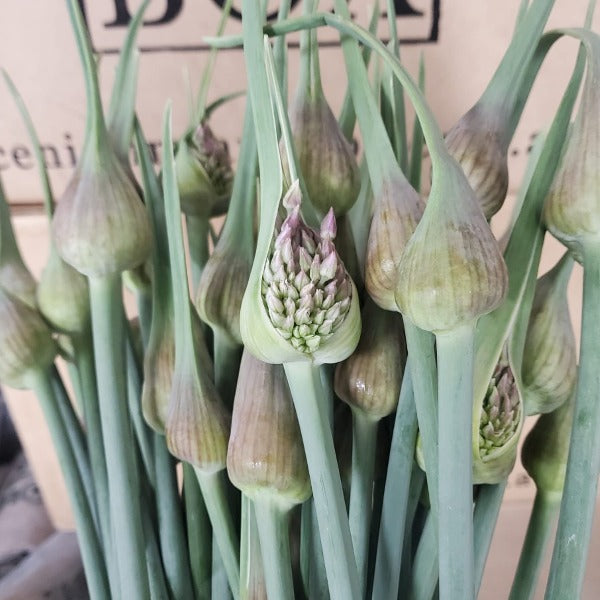 Garlic Scapes Bunch