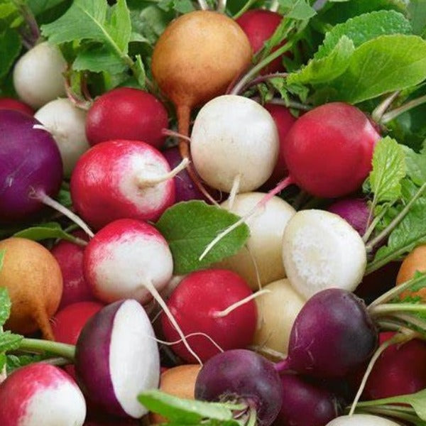 Rainbow Radish Bunch