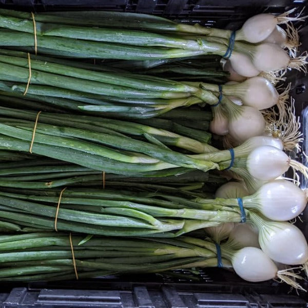 Spring Onions Bunch