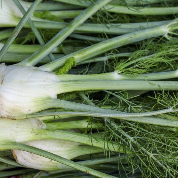 Fennel - individual