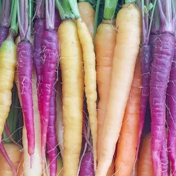 Rainbow Carrots Bunch