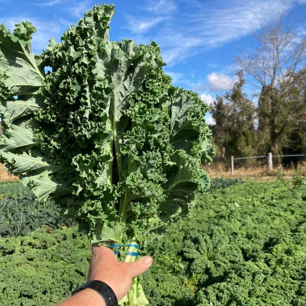 Organic Kale (Green) Bunch