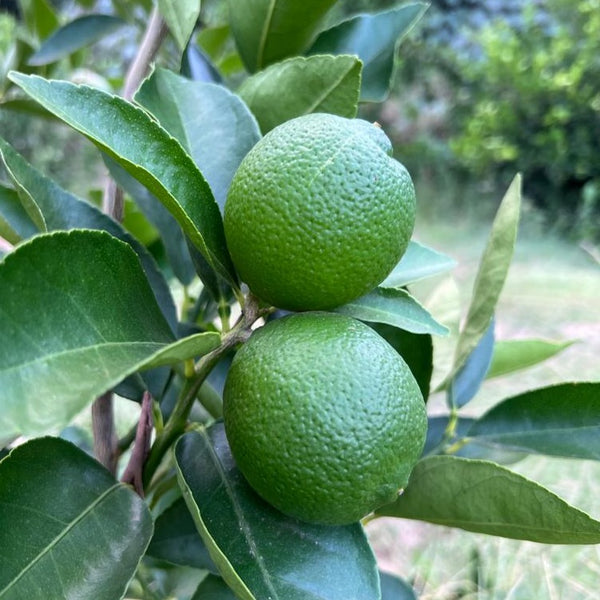 Tahitian Lime (individual)